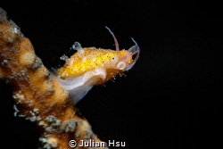 A happy cowrie by Julian Hsu 